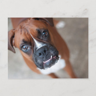 Postal Perro de boxeador gracioso