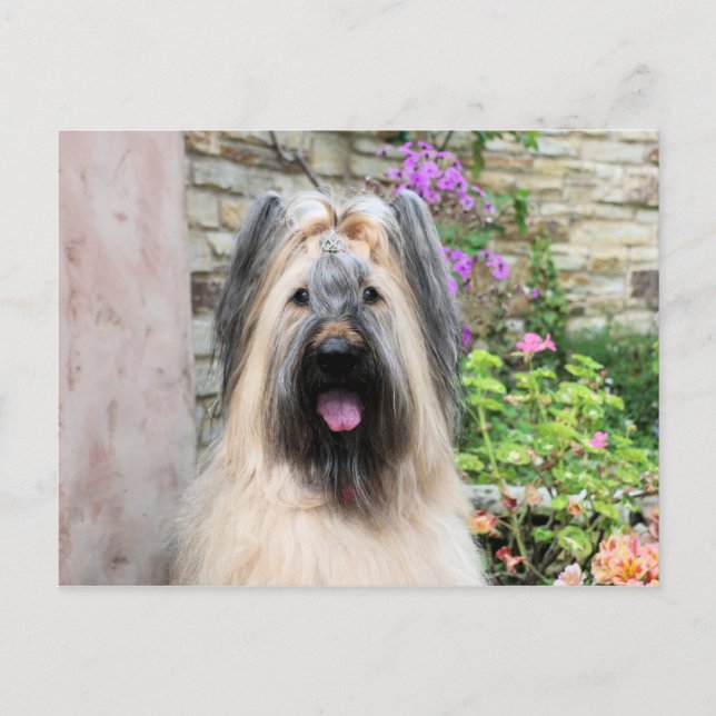 Postal Perro de Briard en una "abeja reina" de Tiara (Anverso)