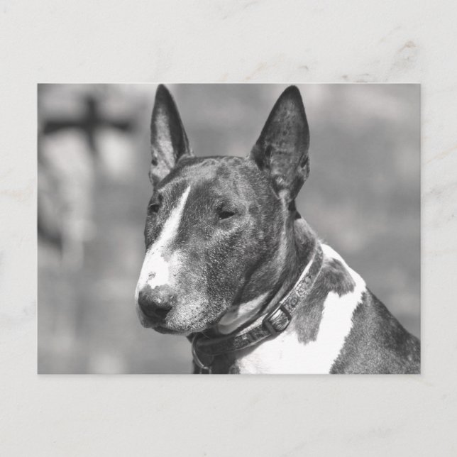 Postal Perro de Bull Terrier (Anverso)