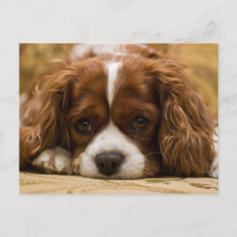 Postal Perro de cachorro