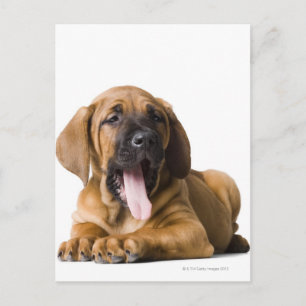 Postal Perro de cachorro 2