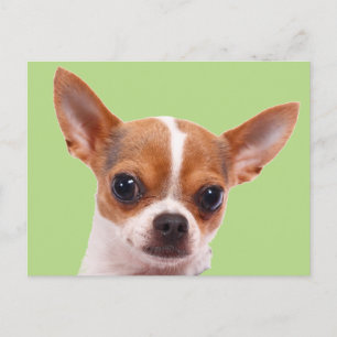 Postal Perro de cachorro chihuahua