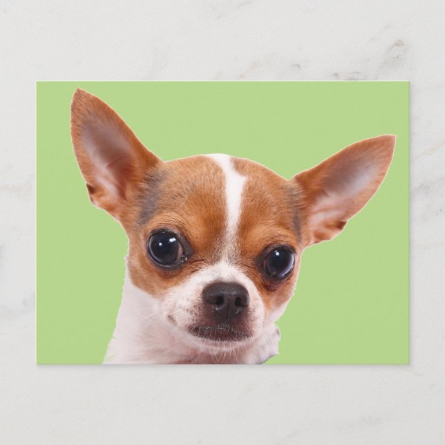 Postal Perro de cachorro chihuahua (Anverso)
