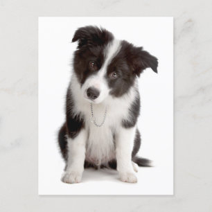 Postal Perro de cachorro collie de borde - en blanco, hol