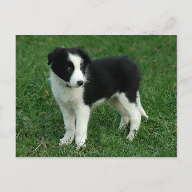 Postal Perro de cachorro collie de borde - en blanco, hol (Anverso)