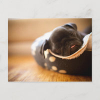 Perro de cachorro negro aguijón chino durmiendo