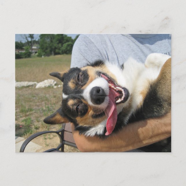 Postal Perro de Corgi sonriente (Anverso)