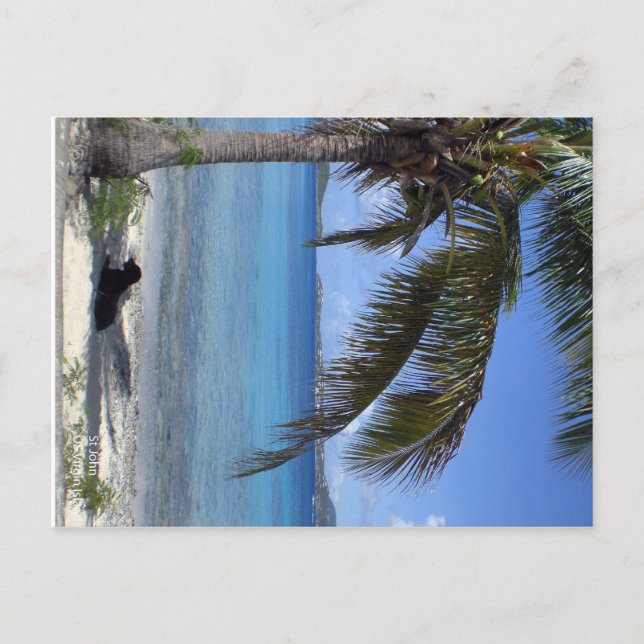 Postal Perro de Elaine en St. John, USVI (Anverso)