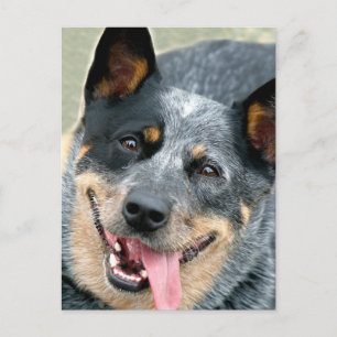 Postal Perro de ganado australiano