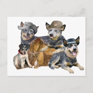 Postal Perro de ganado australiano