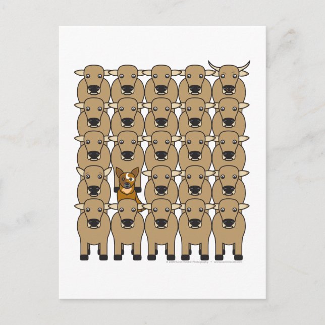 Postal Perro de ganado australiano en manada (Anverso)