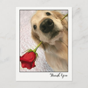 Postal Perro de Golden Retriever con Rosa Roja Gracias