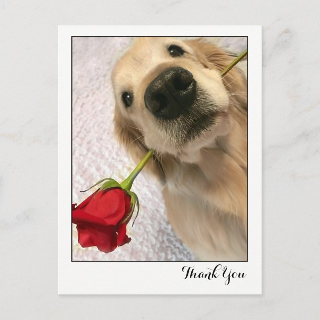 Postal Perro de Golden Retriever con Rosa Roja Gracias (Anverso)