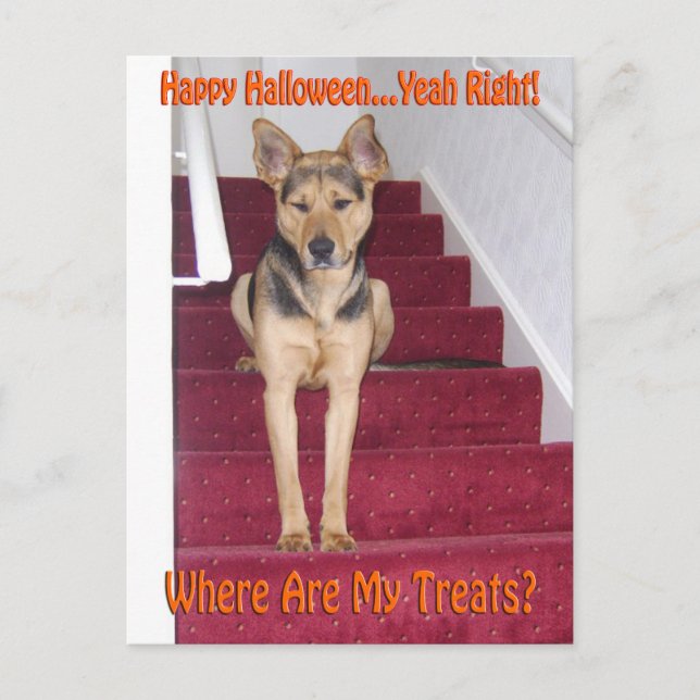 Postal Perro de Halloween y sin retornos (Anverso)