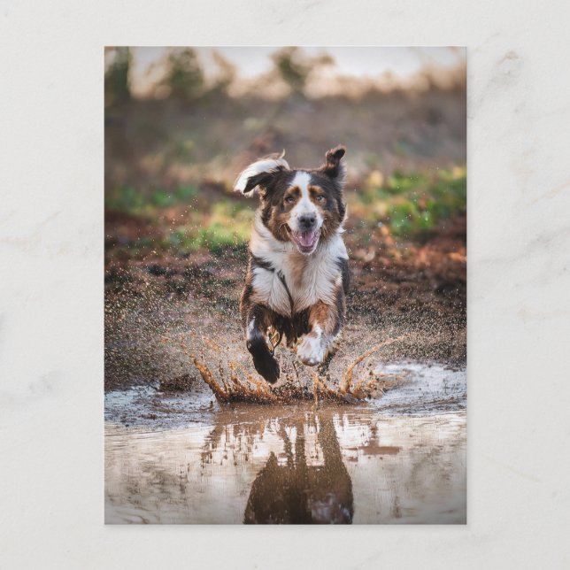 Postal Perro de IA (Anverso)