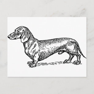 Postal Perro de la familia Dachshund negro y blanco