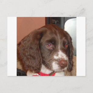 Postal Perro de la ley English_Springer_Spaniel