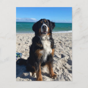 Postal Perro de montaña bernés