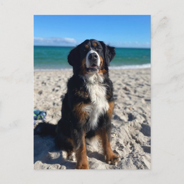 Postal Perro de montaña bernés (Anverso)