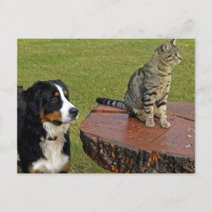 Postal perro de montaña bernés con gato