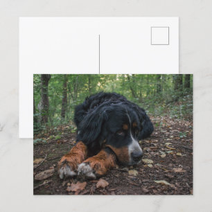 Postal perro de montaña bernés tendido en el bosque