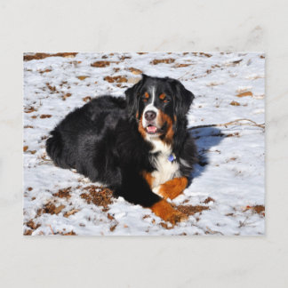 Postal Perro de montaña de Berna jugando en la nieve