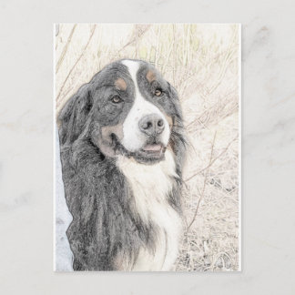 Postal Perro de montaña de Bernese