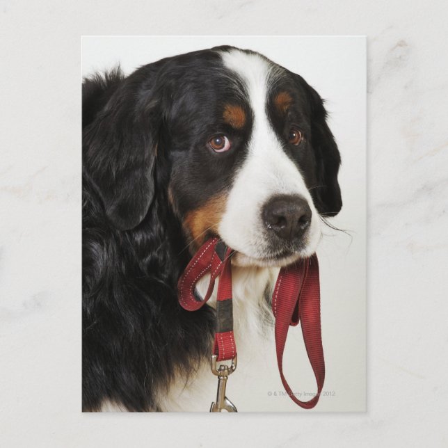 Postal Perro de montaña de Bernese (Berner Sennenhund) (Anverso)