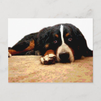 Postal Perro de montaña de Bernese suave