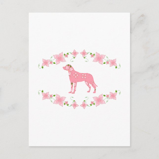 Postal Perro de montaña suizo mayor (Anverso)