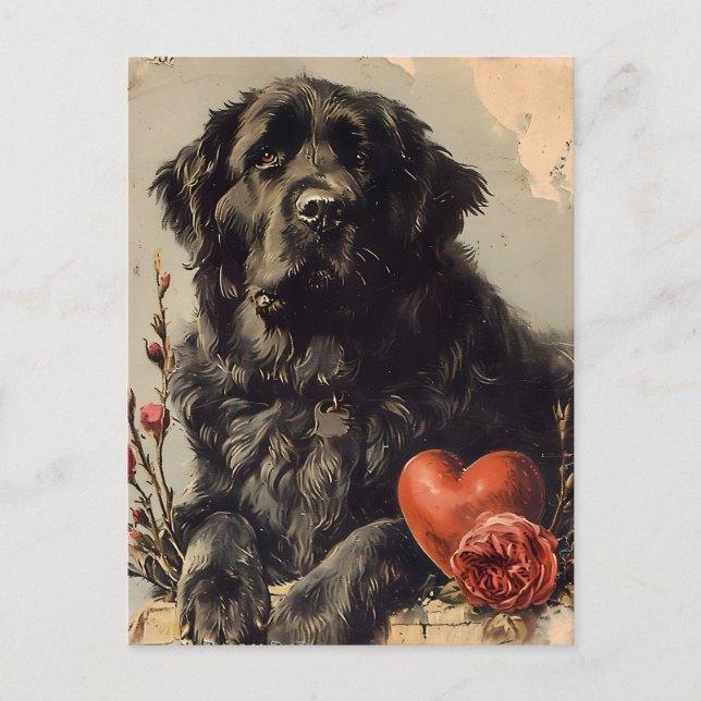 Postal Perro de Newfoundland El día de San Valentín Vinta (Anverso)