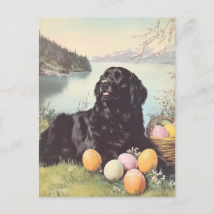 Postal Perro de Newfoundland Vintage Easter
