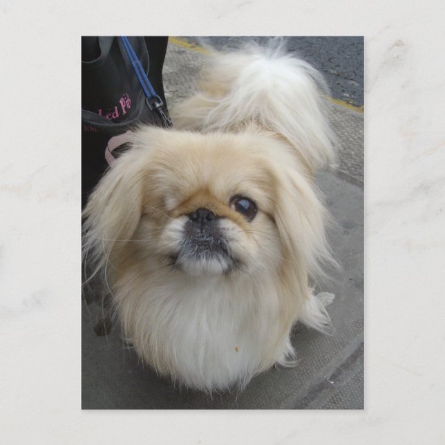 Postal perro de ojos rojos (Anverso)