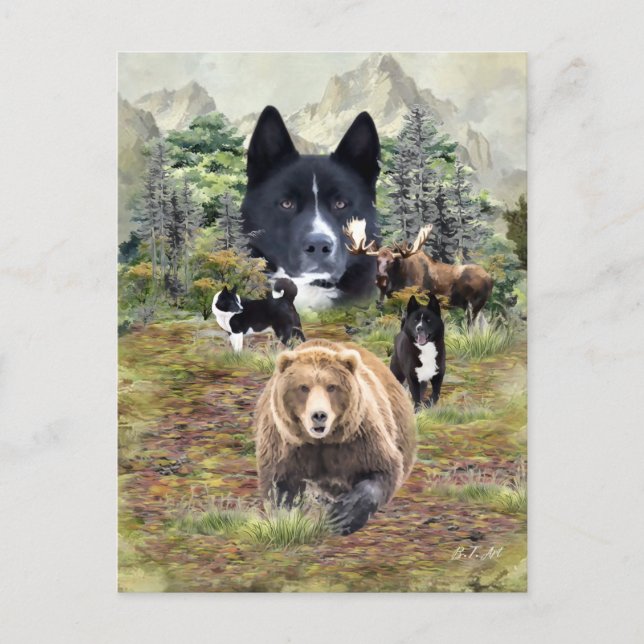 Postal Perro de oso de Karelian (Anverso)