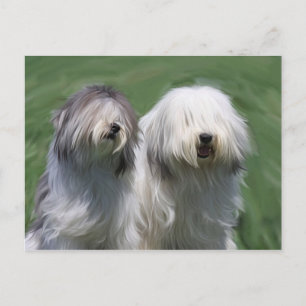 Postal Perro de oveja de las tierras bajas polacas