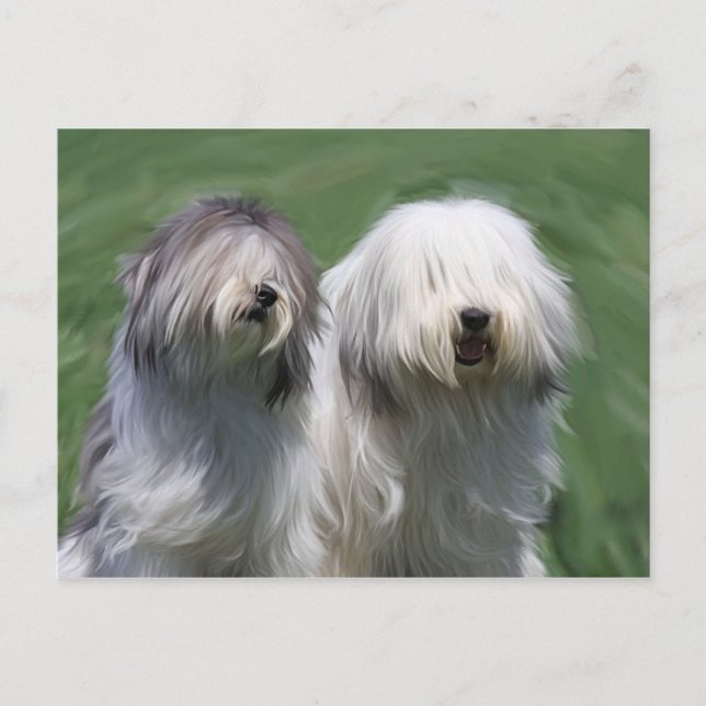 Postal Perro de oveja de las tierras bajas polacas (Anverso)