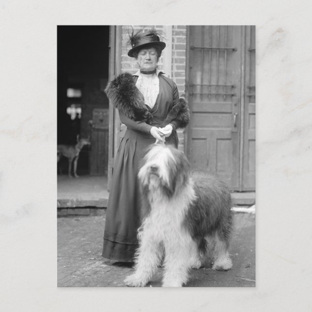 Postal Perro de oveja inglés viejo, 1915 (Anverso)