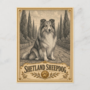 Postal Perro de pastor de las Shetland, perro de herencia