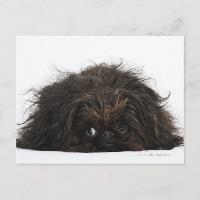 Postal Perro de Pekín negro tumbado (Anverso)