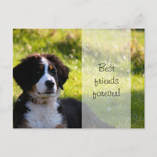 Postal Perro de perro de montaña de Berna sobre hierba ve (Anverso)