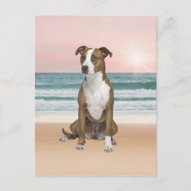 Postal Perro de Pitbull lindo sentado en la playa con pue (Anverso)
