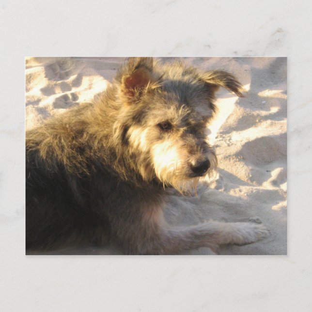 Postal Perro de Playa Tailandés (Anverso)