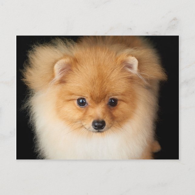 Postal Perro de Pomerania de Pomeranian (Anverso)
