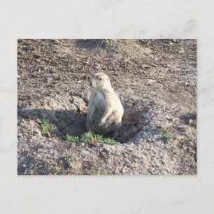 Postal perro de pradera, vida salvaje, lindo criador