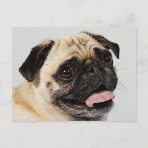 Postal perro de pug