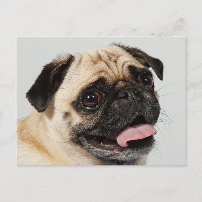 Postal perro de pug (Anverso)