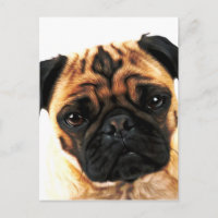 perro de pug