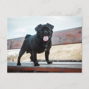 Postal Perro de pug gracioso