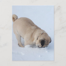 Postal Perro de pug jugando a la nieve del invierno