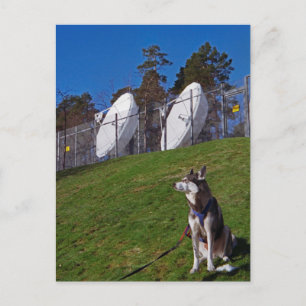 Postal Perro de seguimiento